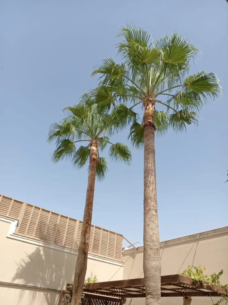 تكريب النخيل بالرياض