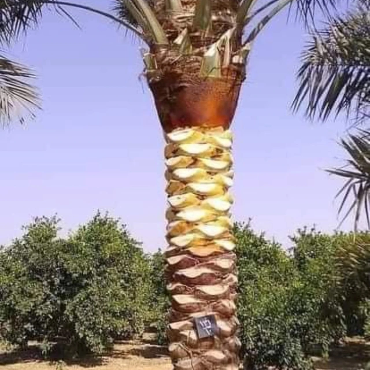 شركة تكريب نخيل