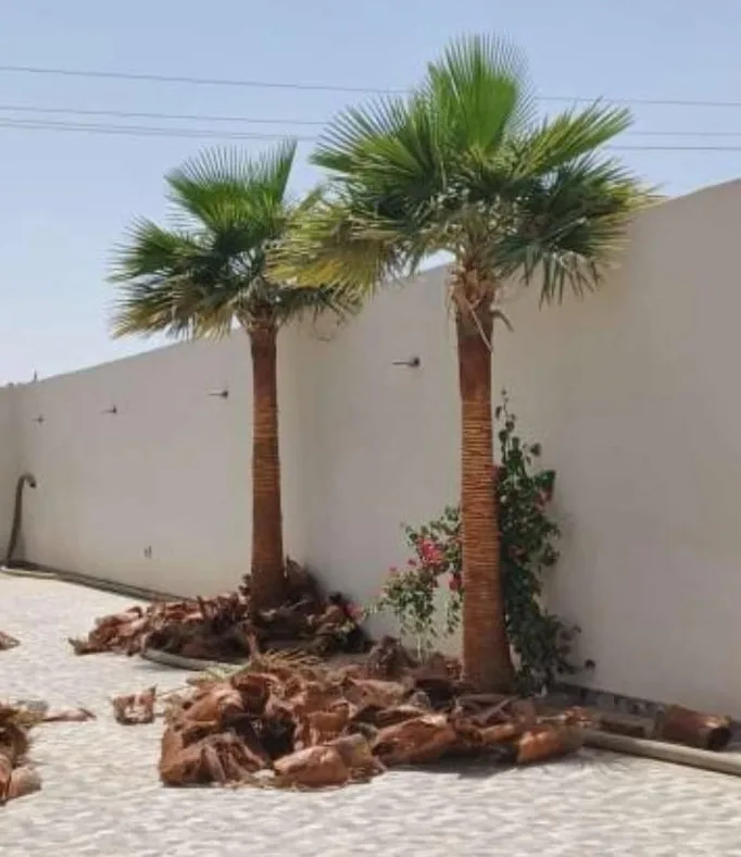 قص و تركيب النخيل